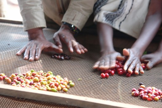Sorting coffee cherries